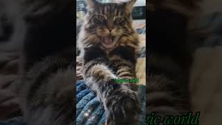 Мои котики. Мейн-куны #мейнкун #cat #веселыекоты #моипитомцы #котикпоет #котики