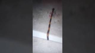 Katil Yılanlar Evimize Girdi