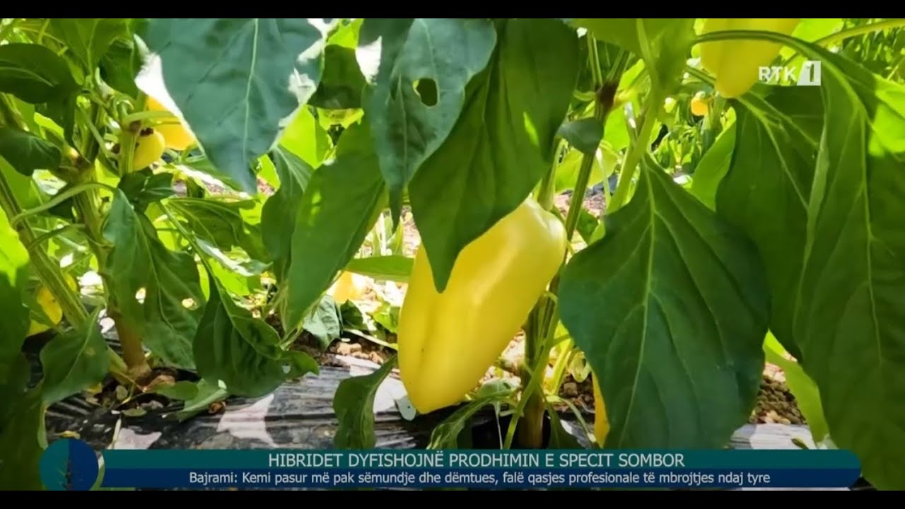 Toka - Hibridet dyfishojnë prodhimin e specit somborkë  10.09.2025