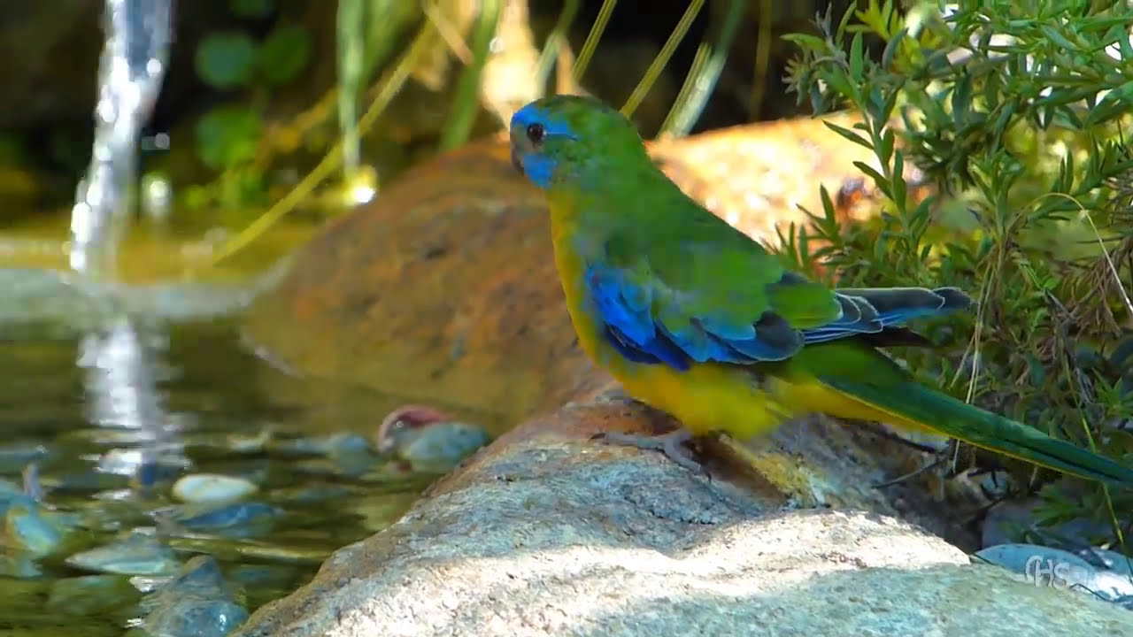Des belles images de ma perruche Turquoisine prenant son bain