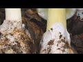 California illnesses linked to poisonous mushrooms