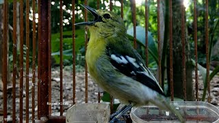 Sirtu Gacor Pilihan Untuk Pikat Sirtu Malas Bunyi