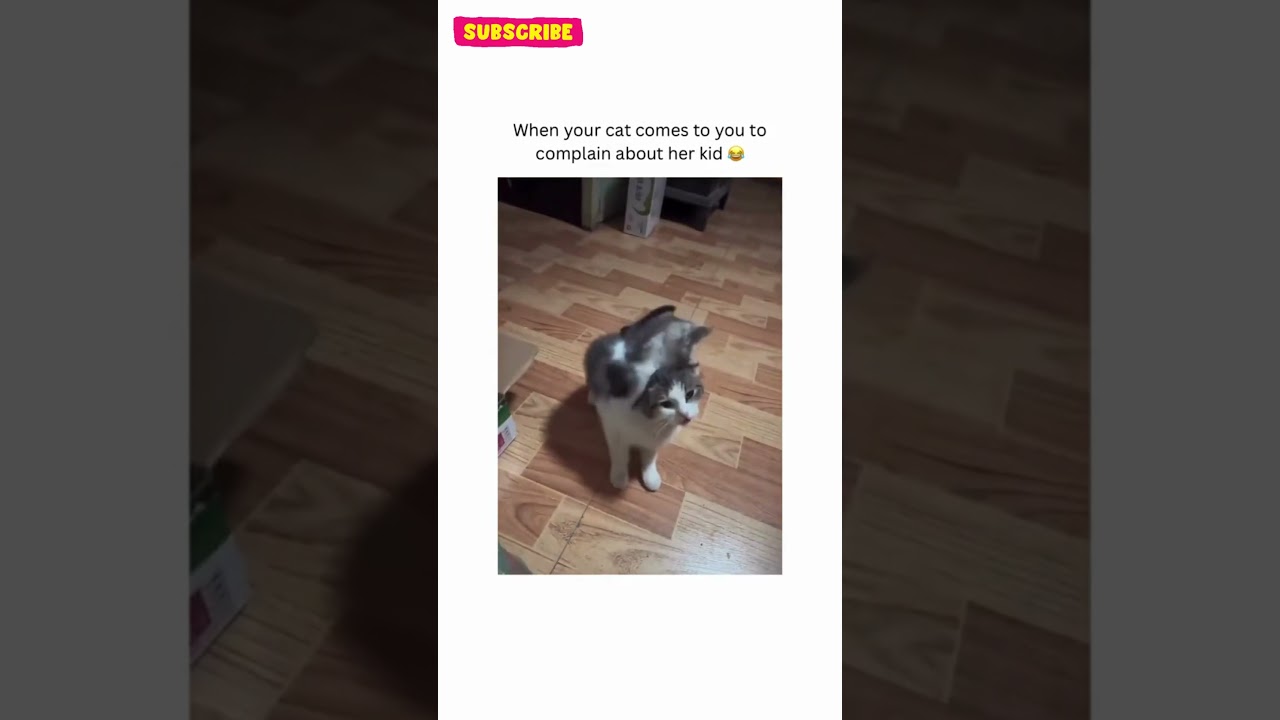 Crazy Funny Pets🤣😝10 