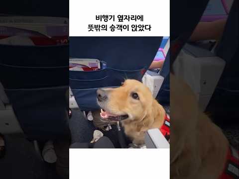 옆자리 강아지와 너무 빨리 친해져버림 ㅋㅋ thumbnail