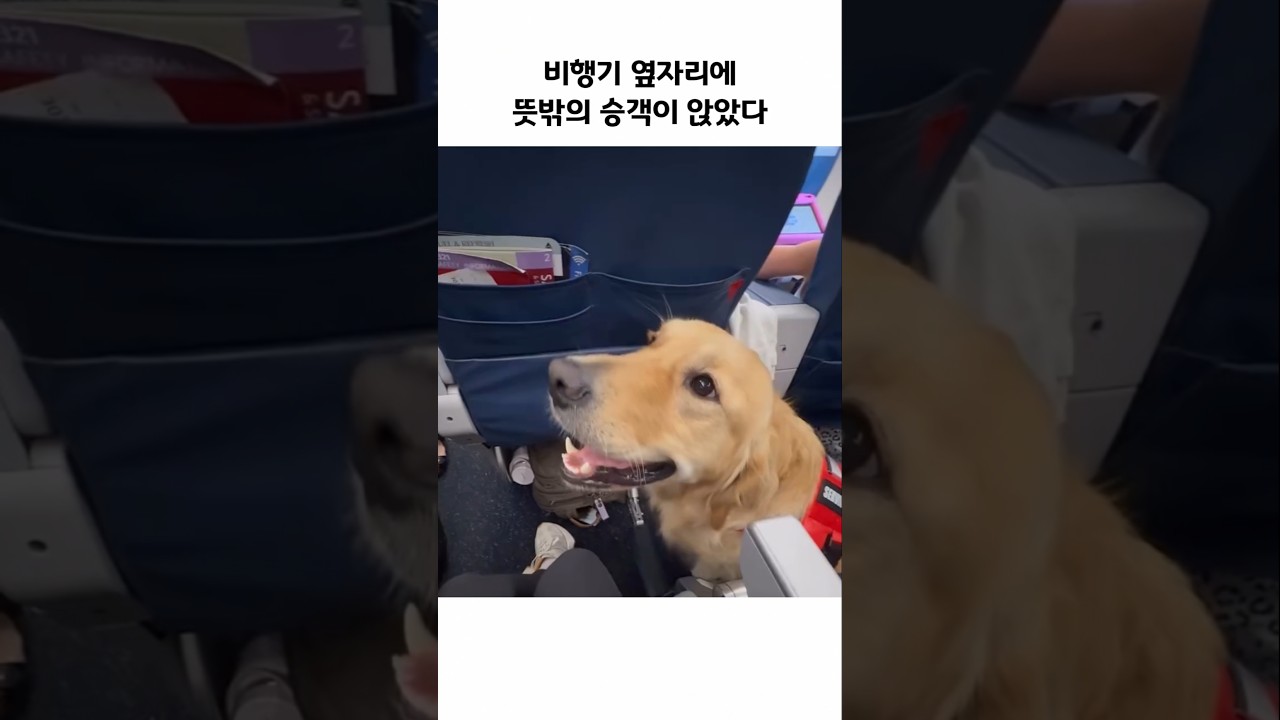 옆자리 강아지와 너무 빨리 친해져버림 ㅋㅋ