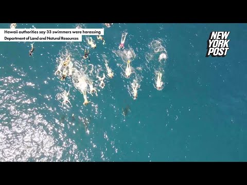 Group of 33 swimmers accused of ‘harassing’ dolphins off Hawaii coast | New York Post