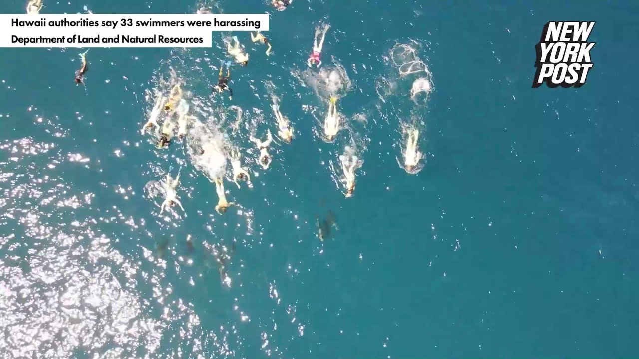 Group of 33 swimmers accused of ‘harassing’ dolphins off Hawaii coast