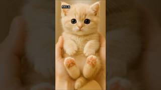 Download Lagu cute kitten#cute #kitten #cat #vidioshorts #cats #vidio#shorts MP3