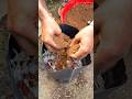 Best way for planting chilli 🌶️ | #gardening #chilliplant #chillifarming #biofertilizer