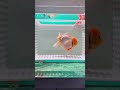 Elegant White & Orange Oranda | Cá vàng Oranda trắng sữa pha cam nổi bật #aquarium #fishtank