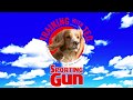 Gundog Training - Gundog Training -