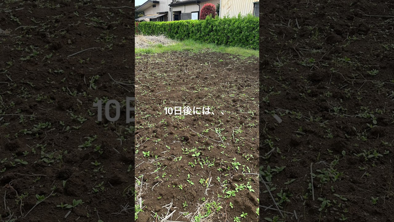 キクイモ繁殖力#無肥料 #家庭菜園