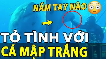 Thợ lặn dũng cảm BẮT TAY cá mập trắng khổng lồ lớn nhất thế giới, sống qua 5 thập kỷ