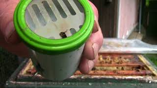 Hobbyimker, Krönung Der Nachgeschaften