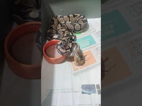 Normal Ball Python Eating (mice)