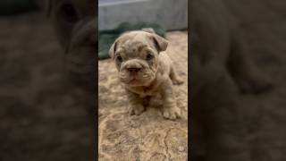 Puppy showing off his attitude  #puppy #bulldog #dog #dogbreed #pet #breeder #whelping