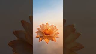 Gentle Sun Lotus | Morning Psychill 140 BPM | Sunrise Flow