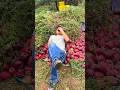 He won't sell the apples to me | Amazing Fresh delicious red Apple 🍎🍎 #fruit #apple