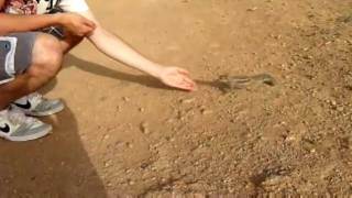 Alvin And The Bite... Revenge Of The Rabid Chipmunk