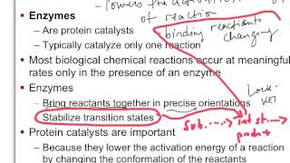 Chapter 8 Enzymes