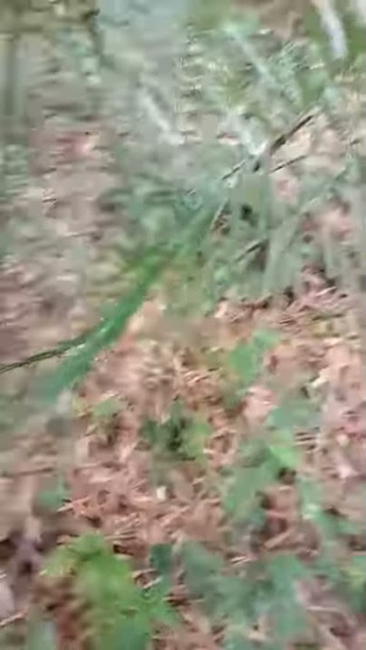 100% asli sarang tledekan gunung/anis binbin di hutan bambu