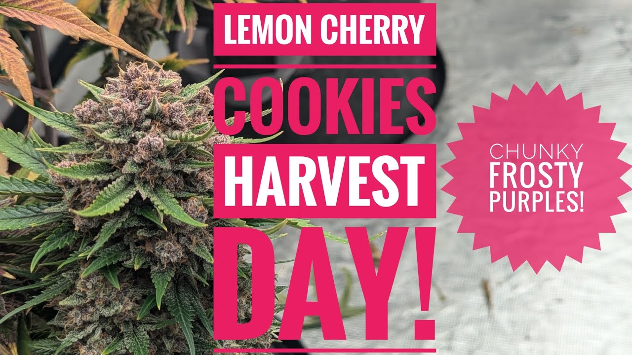 Lemon Cherry Cookies 