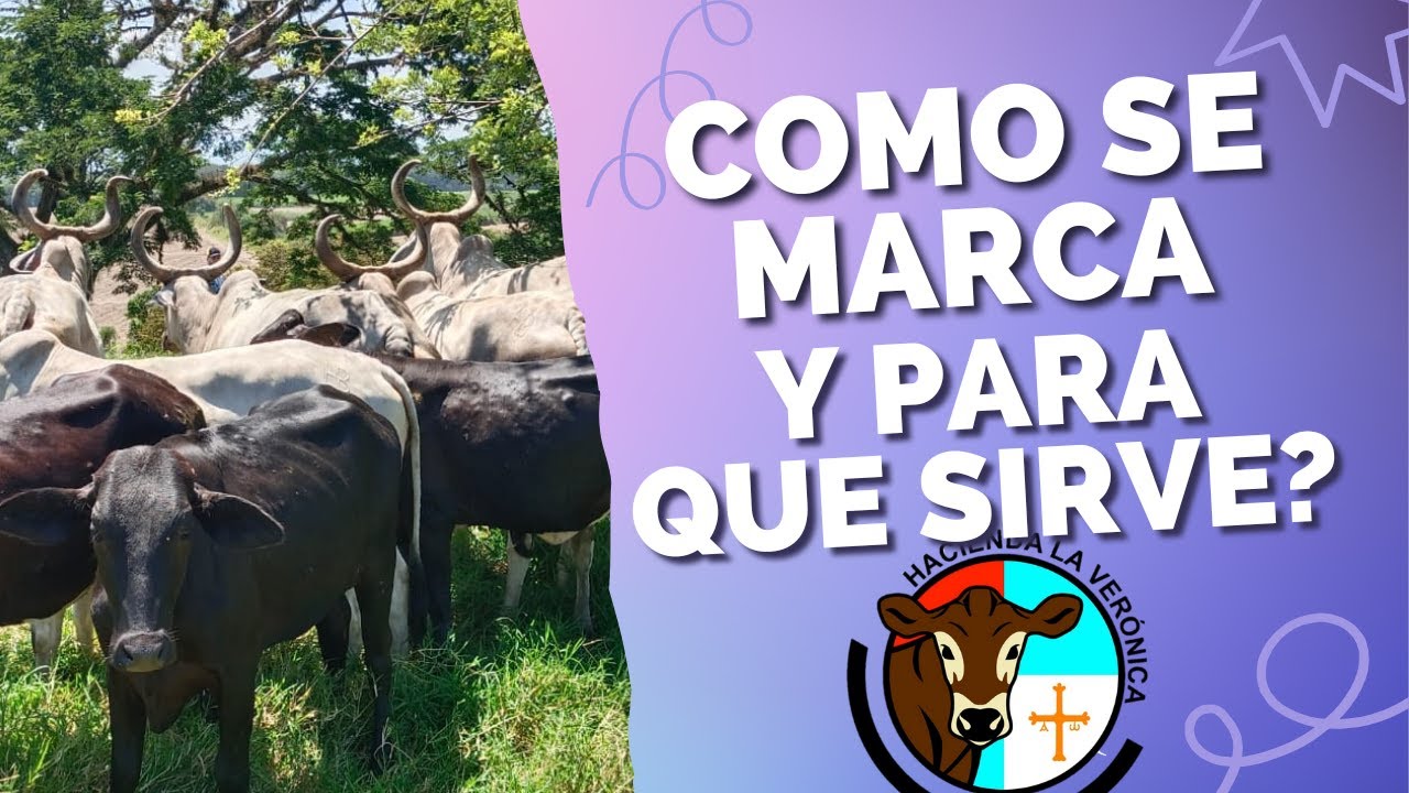 COMO SE MARCA EL GANADO Y PARA QUE SIRVE?.. YouTube