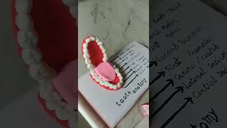 clay tooth anatomy ###school project ##Diy