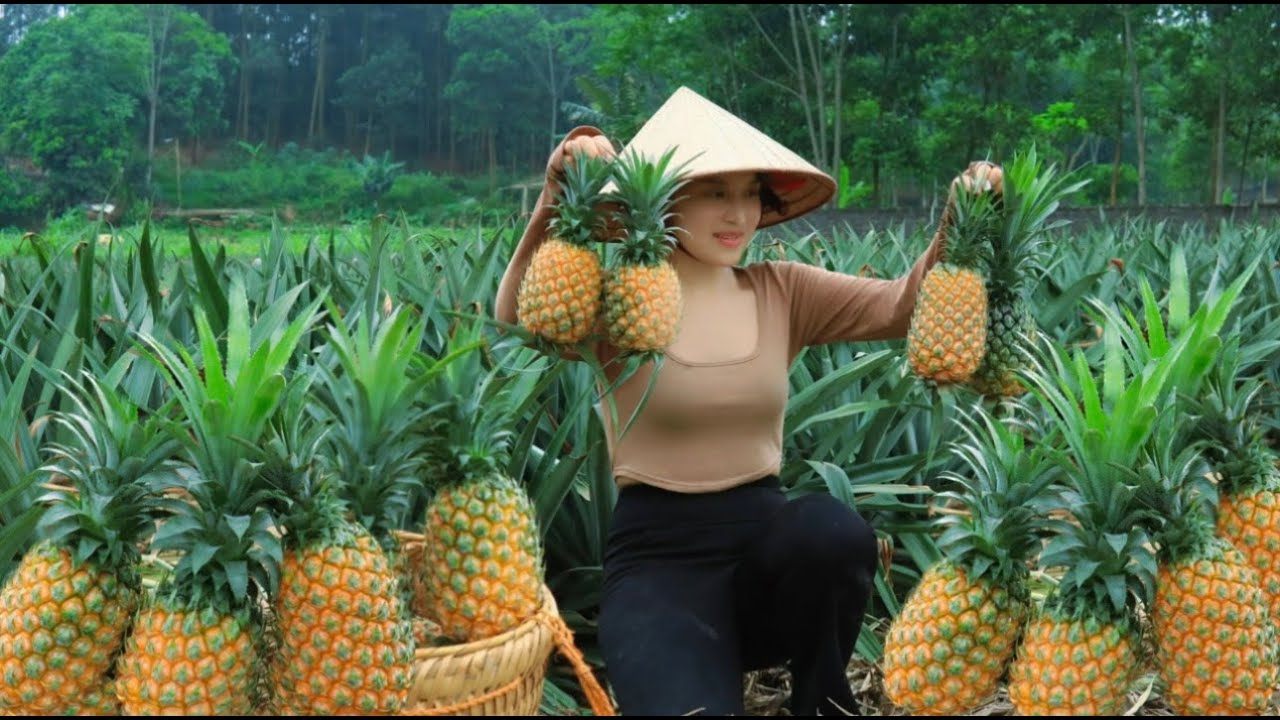 Harvesting wild pineapples to sell at the market - Pineapple dishes ...