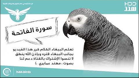 تعليم جميع أنواع الببغاء على الكلام ( سورة الفاتحه ) 9 ساعات