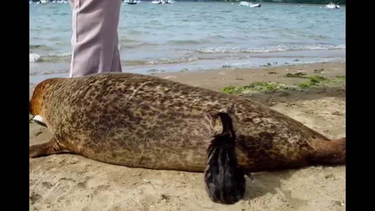Mordreuc la phoque et Cannelle