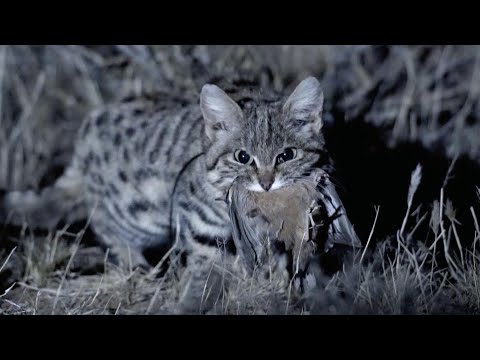 Видео: Почему черноногий кот привлекает внимание всего мира