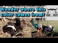 45 New Baby Goats!! |  Wonder Where That Color Comes From? | Kiko Meat Goats