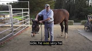 Massaging the horse's poll - The Masterson Method®️