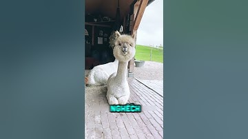 Lạc đà không bướu – chú ‘cừu ngốc’ thích phun nước bọt #shorts