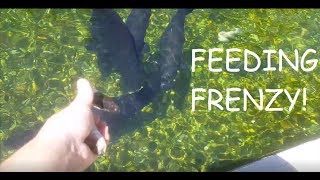 60,000 GAL MONSTER FISH FEEDING!