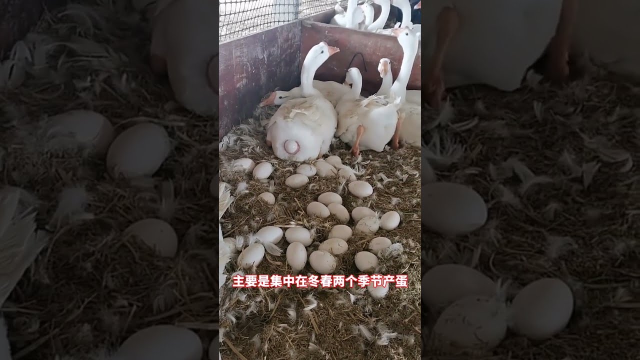 Nature’s Miracle Following a Mother Duck’s Egg Laying on the Farm 