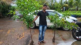 Tulsai Nursery Chirapali Nashik 9637701097.9767738014