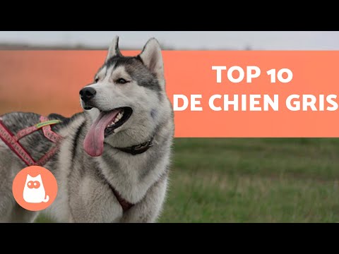 10 RACES DE CHIENS GRIS 😍 Lequel est votre PRÉFÉRÉ ?