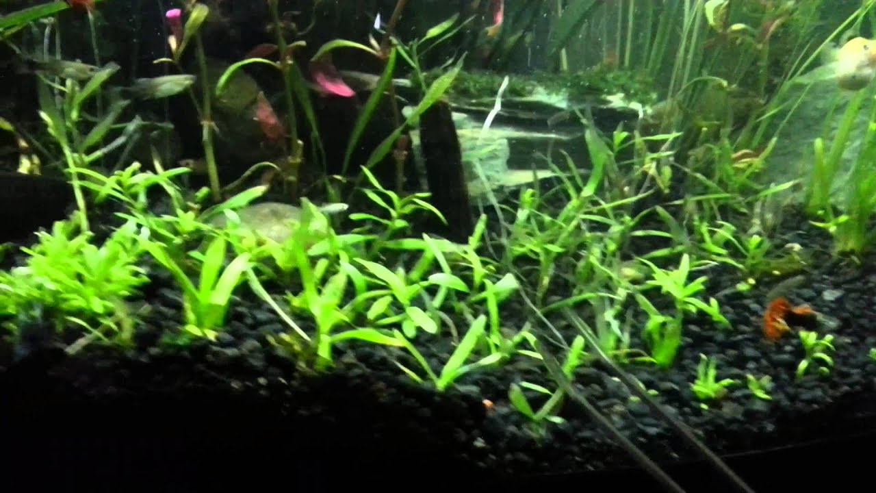 Star Grass & Downoi live aquarium plants - YouTube