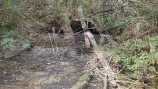 Family Forest Fish Passage Program - Olequa Creek