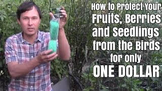 How to Protect Your Fruit from the Birds for One Dollar