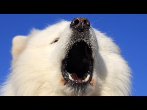 how to train a samoyed to stop barking