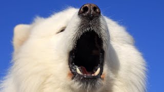 How To Train A Samoyed Not To Bark