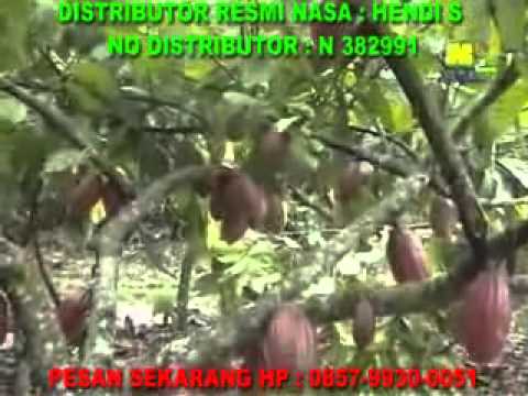 KAKAO SUMUT cara sukses budidaya pertanian perkebunan KAKAO SUMUT cara sukses budidaya pertanian perkebunan