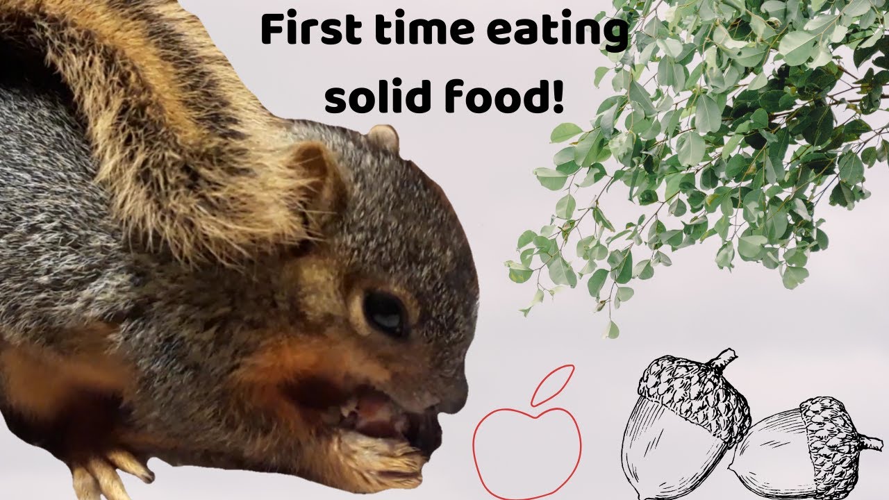 Covid eats food!!!Raising squirrelsTaking care of baby squirrels