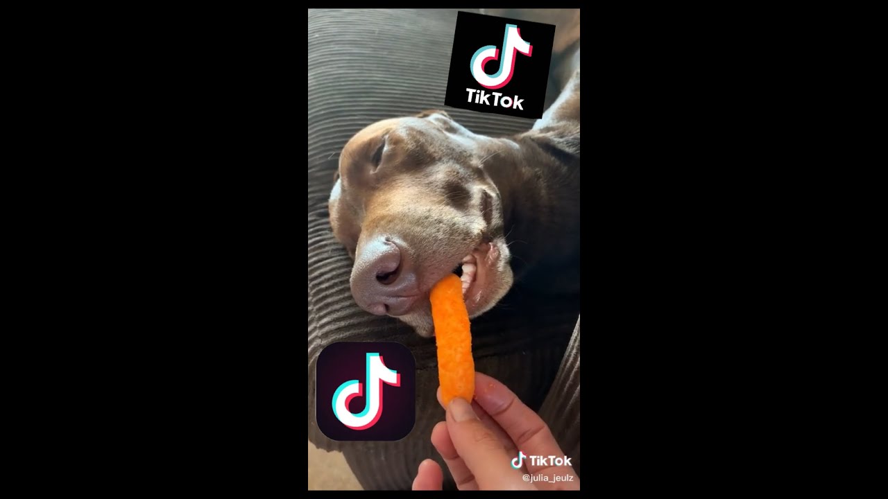 Funny Tiktoks of Dogs Compilation YouTube
