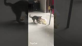 Funny-Top Tax E01S01