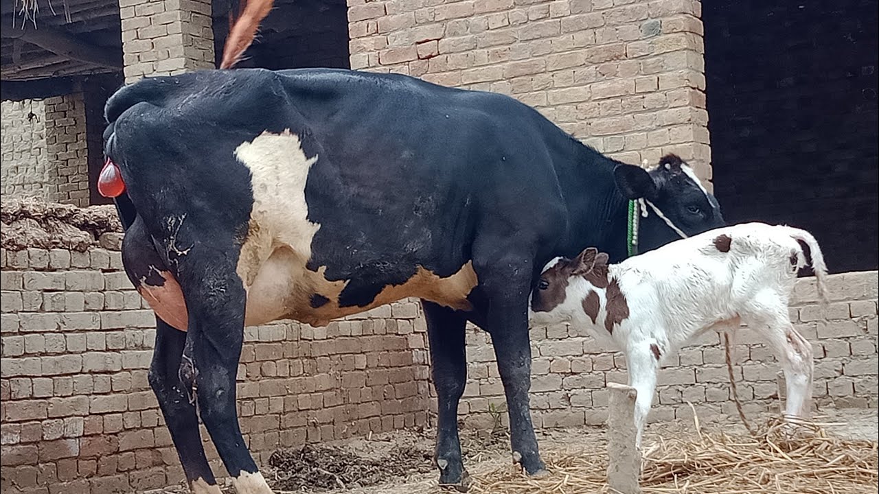 beautiful cow for sale on in Pakistan,31-03-2020