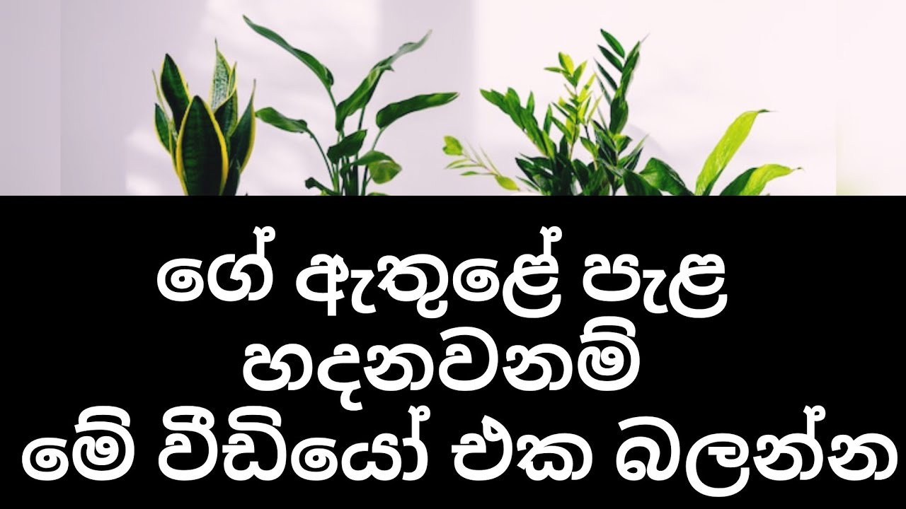 Indoor plants ගැන රහස් 8ක්😱😨😯@bluebellchannel6826 